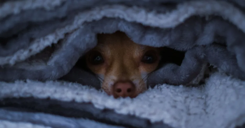 découvrez tout sur la security blanket, cette couverture de sécurité douce et rassurante qui apporte confort et apaisement aux enfants comme aux adultes.