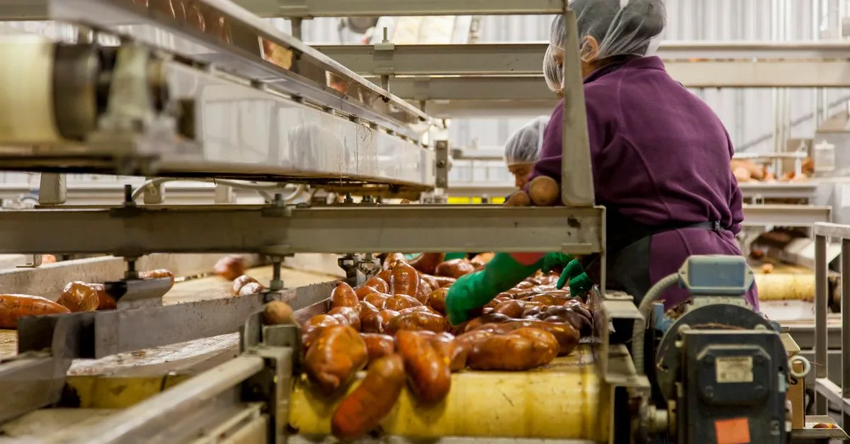 découvrez des combinaisons savoureuses et nutritives à base de patate douce pour les repas de bébé, parfaites pour diversifier son alimentation en douceur.