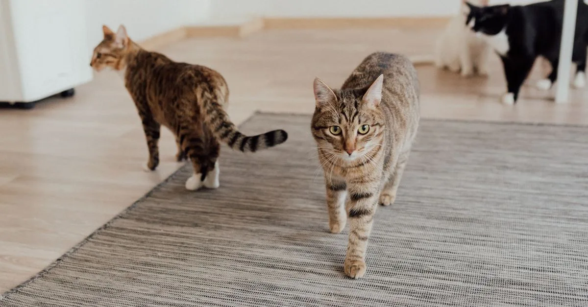 découvrez nos conseils essentiels pour une cohabitation harmonieuse avec votre chat, favorisant bien-être et complicité au quotidien.