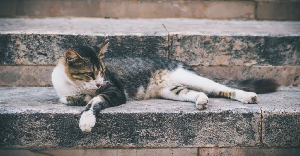 conseils pratiques pour une cohabitation harmonieuse avec votre chat : astuces pour bien vivre ensemble, comprendre son comportement et créer un environnement apaisant.