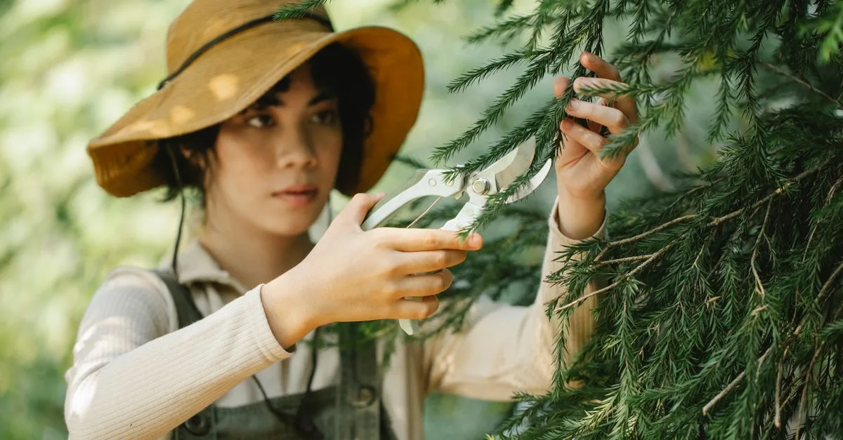 découvrez les meilleures techniques de taille des plantes pour favoriser une croissance saine et embellir votre jardin.