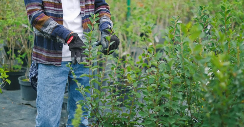 conseils et techniques pour tailler vos plantes efficacement afin de favoriser leur croissance et leur santé.